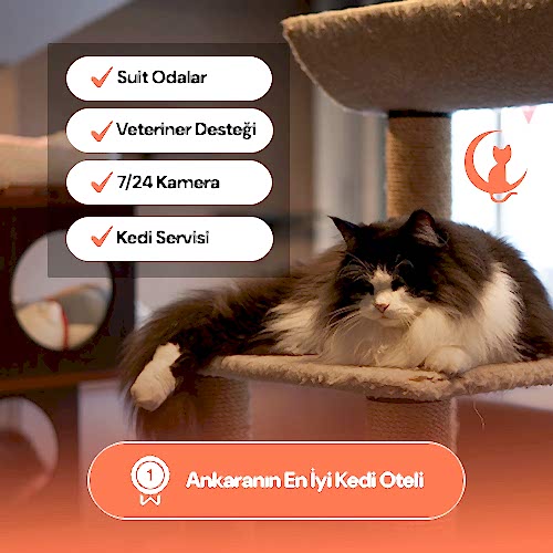 Ankara En İyi Kedi Oteli